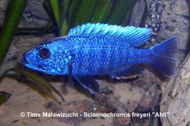 Sciaenochromis fryeri ahli