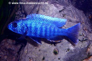 Sciaenochromis fryeri ahli