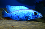 Sciaenochromis ahli iceberg