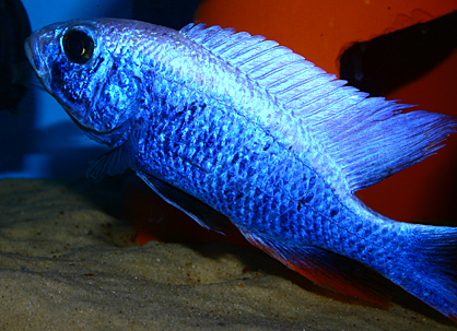 Sciaenochromis ahli iceberg