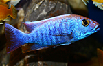 Sciaenochromis ahli iceblue pinkflush