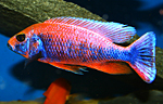 Sciaenochromis ahli iceberg purple-red