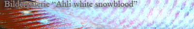 Bildergalerie Ahli white snowblood