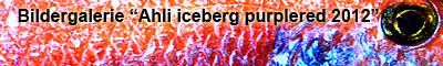 Bildergalerie Ahli iceberg purple red 2012