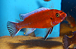 Labeotropheus trewavasae chilumba red