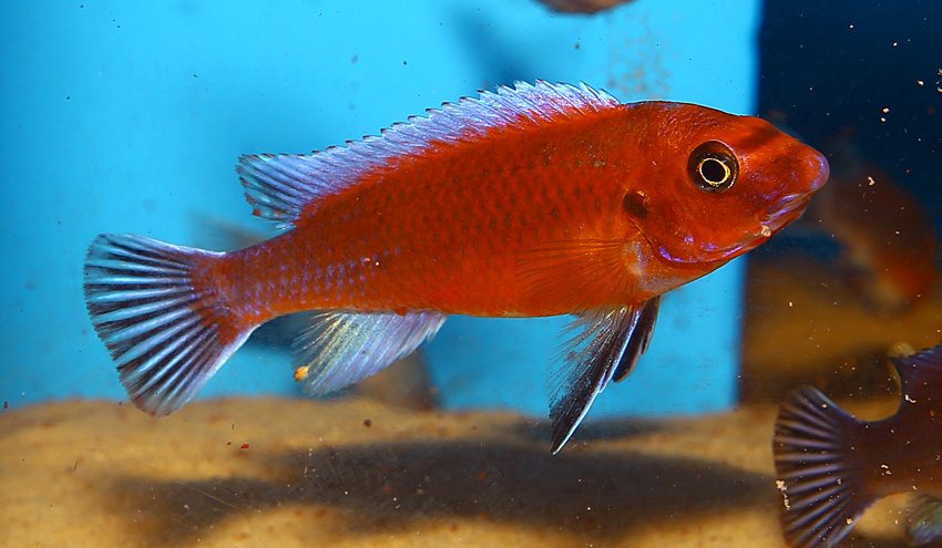 Labeotropheus chilumba red