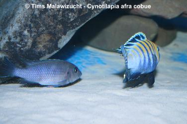 Cynotilapia afra cobue