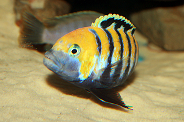 Cynotilapia afra cobue