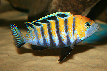 Cynotilapia afra cobue