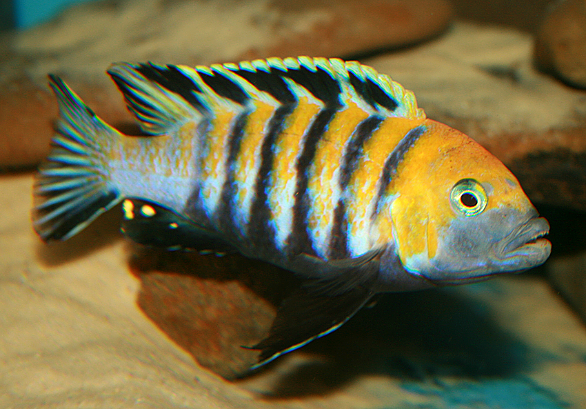 Cynotilapia afra cobue