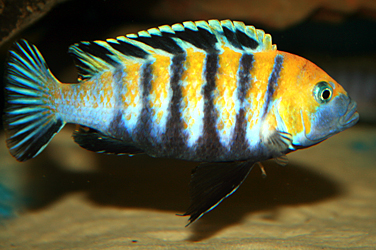 Cynotilapia afra cobue