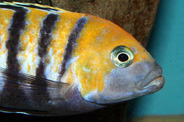 Cynotilapia afra cobue