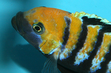 Cynotilapia afra cobue