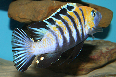 Cynotilapia afra cobue