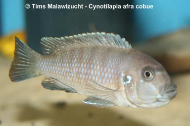 Cynotilapia afra cobue