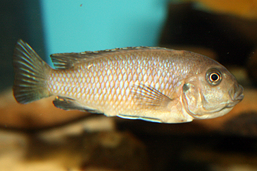 Cynotilapia afra cobue Weibchen