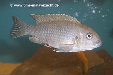 Cynotilapia afra cobue