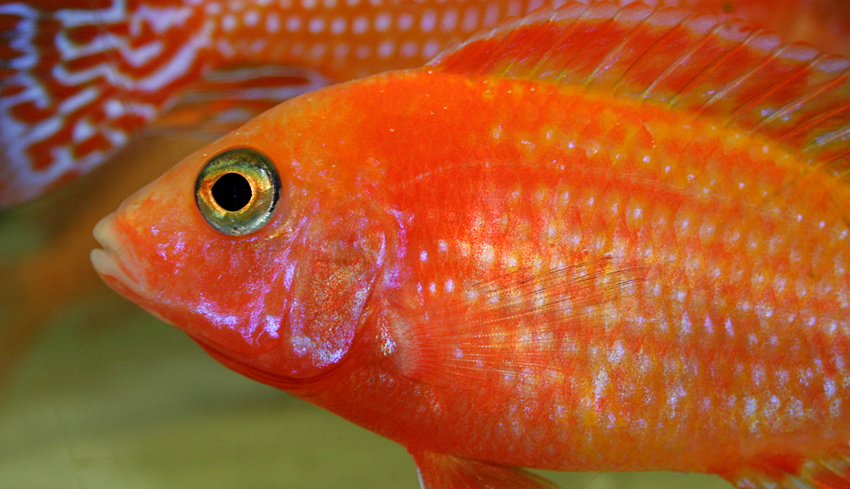 Aulonocara firefish "Coral Red"
