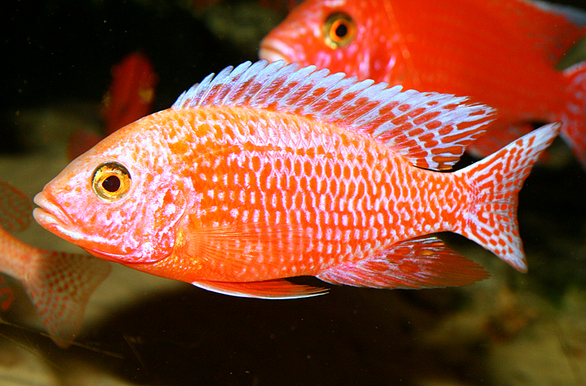 Aulonocara firefish "Coral Red"