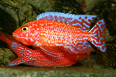 Aulonocara firefish "Coral Red"