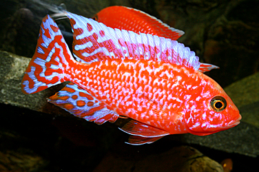 Aulonocara firefish "Coral Red"