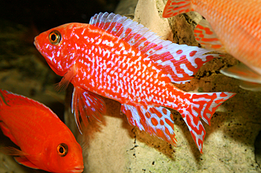 Melanochromis maingao