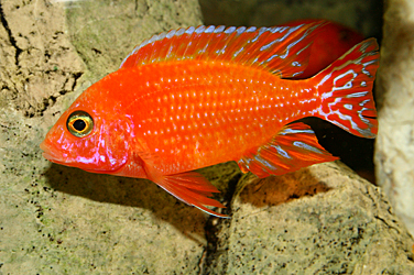 Aulonocara firefish "Coral Red"