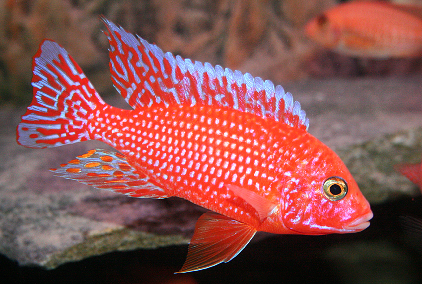 Aulonocara firefish "Coral Red"