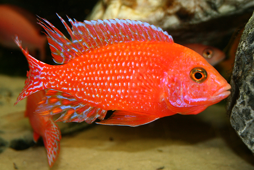 Aulonocara firefish "Coral Red"