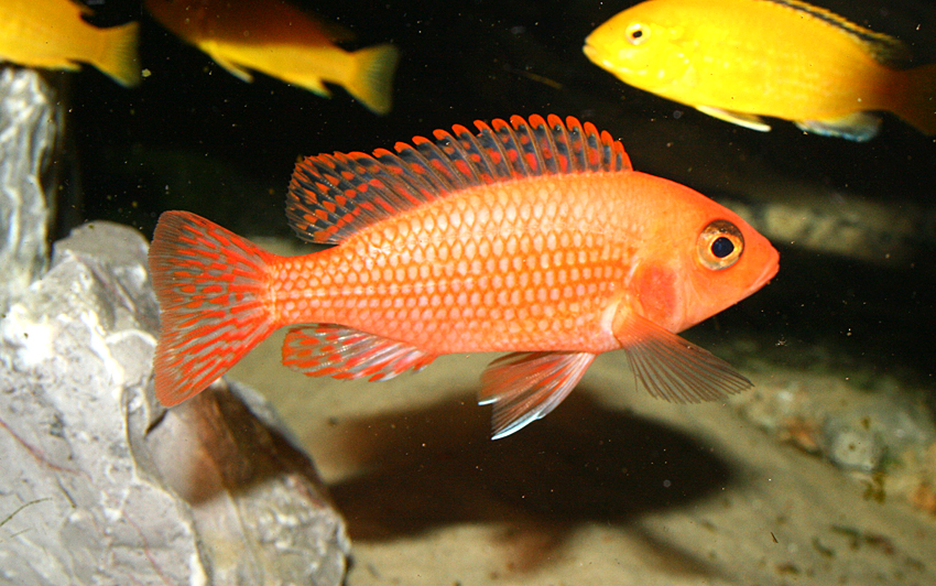 Aulonocara firefish "Coral Red"