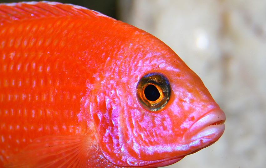 Aulonocara firefish "Coral Red"