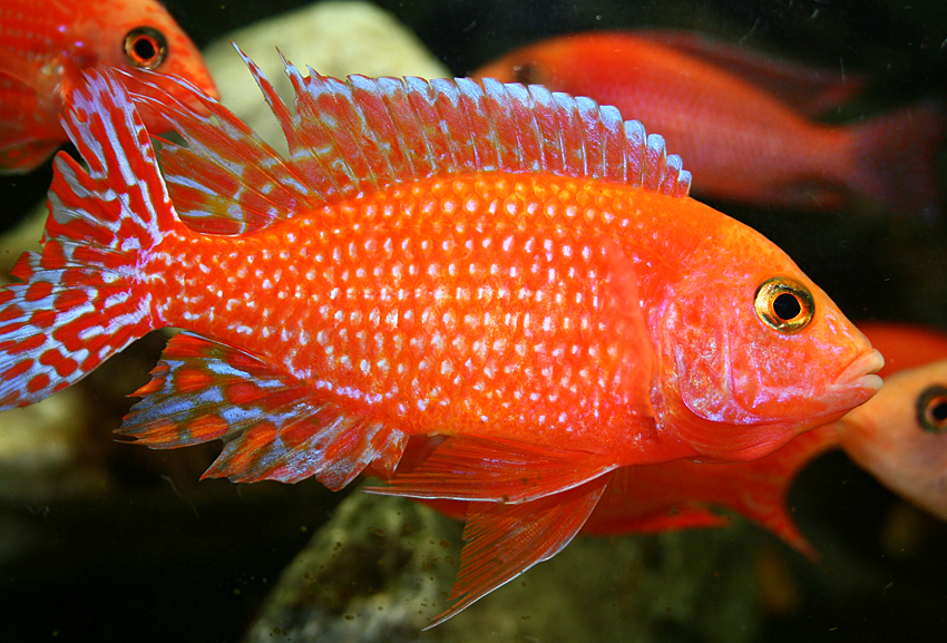 Aulonocara firefish "Coral Red"