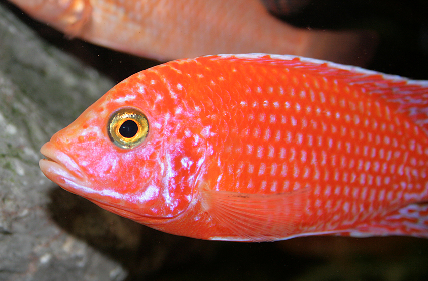 Aulonocara firefish "Coral Red"