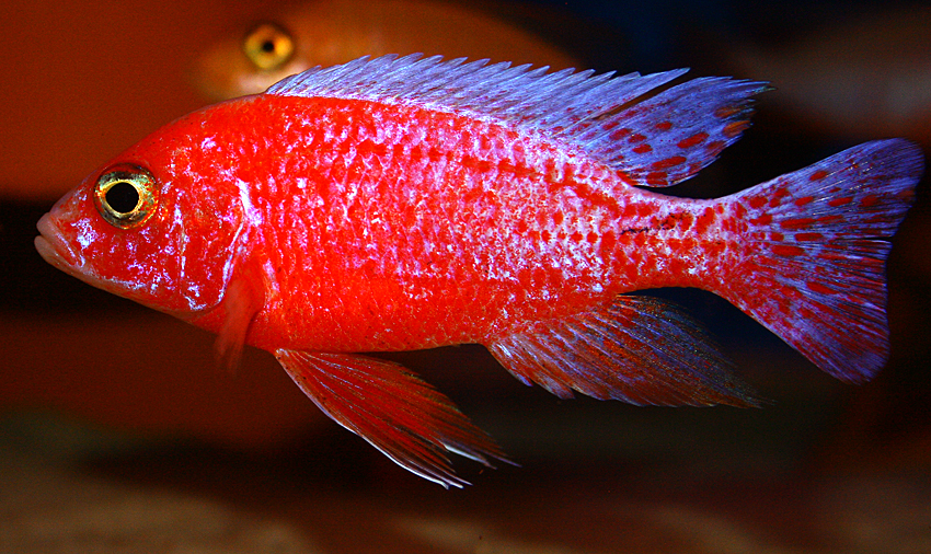 Aulonocara firefish "Coral Red" 2013