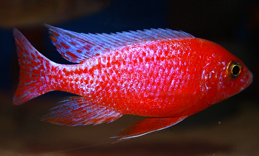 Aulonocara firefish "Coral Red" 2013