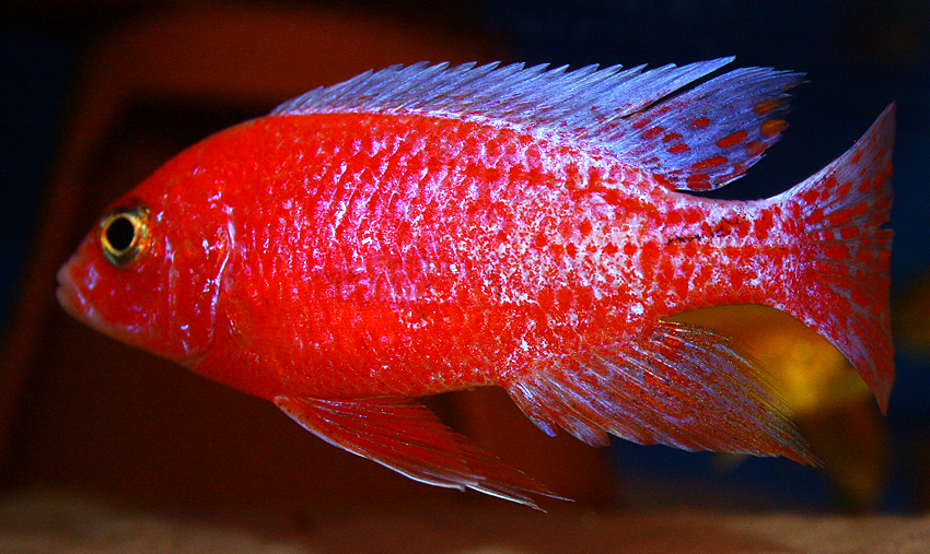 Aulonocara firefish "Coral Red" 2013