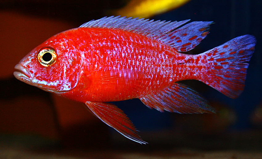 Aulonocara firefish "Coral Red" 2013