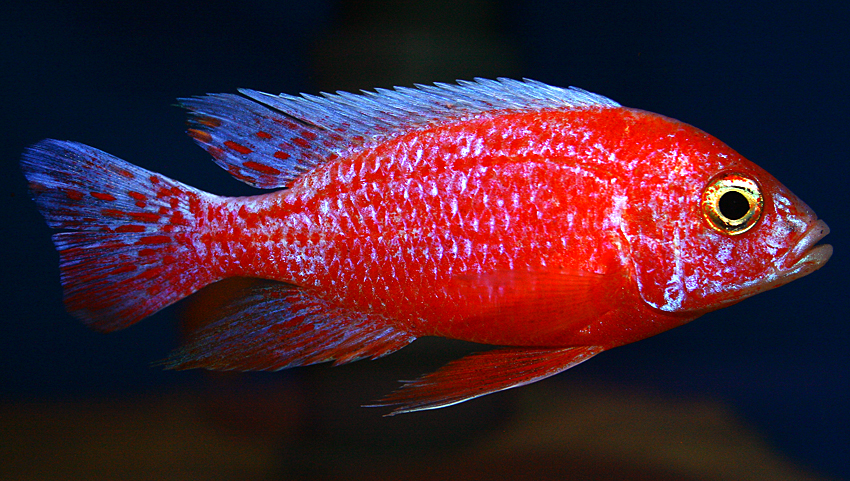 Aulonocara firefish "Coral Red" 2013