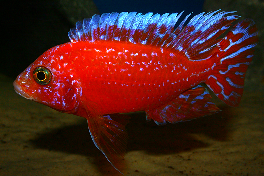 Aulonocara firefish "Coral Red" 2013