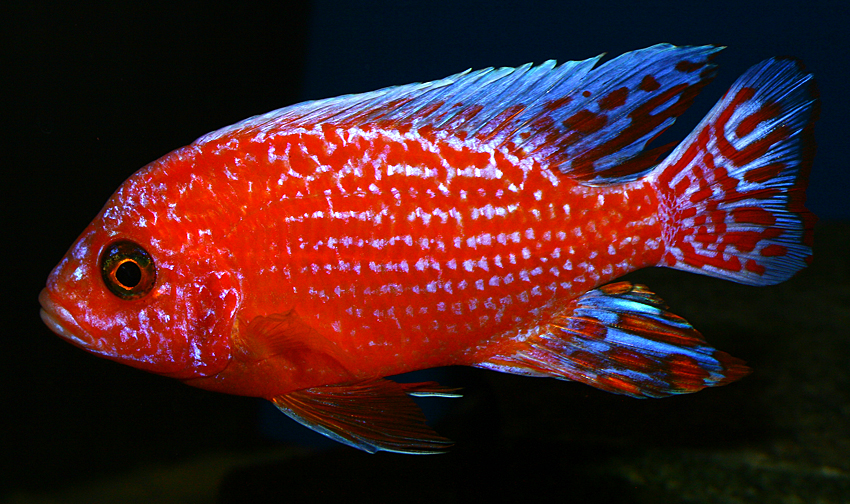 Aulonocara firefish "Coral Red" 2013