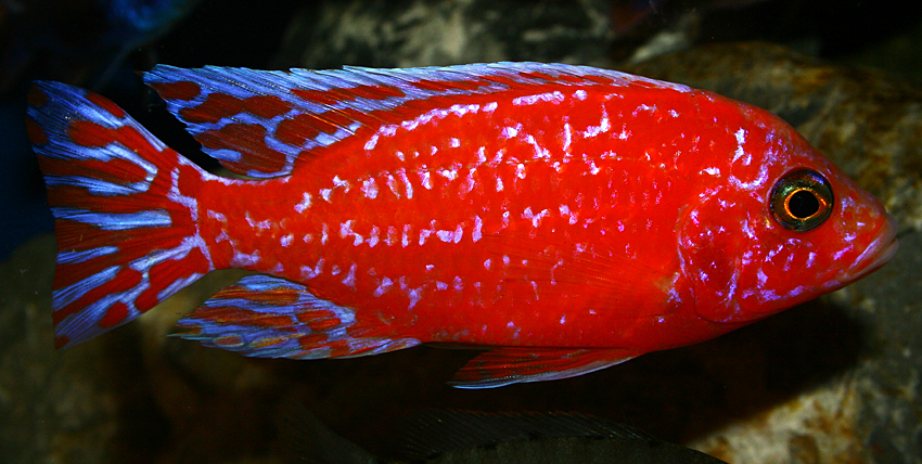 Aulonocara firefish "Coral Red" 2013