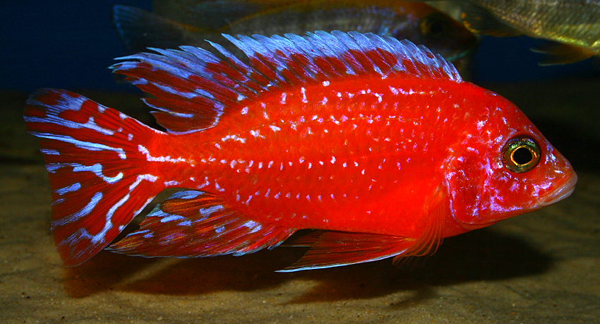 Aulonocara firefish "Coral Red" 2013