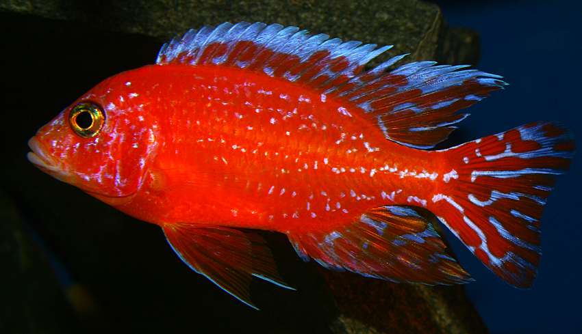 Aulonocara firefish "Coral Red" 2013