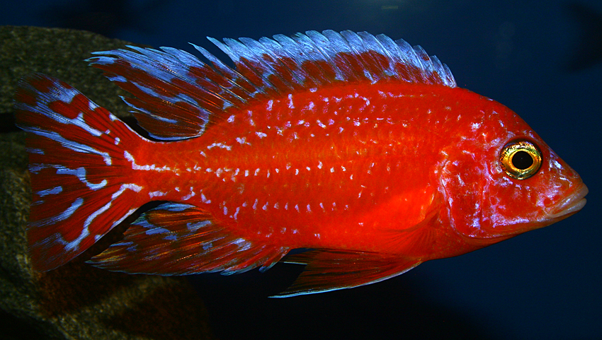 Aulonocara firefish "Coral Red" 2013