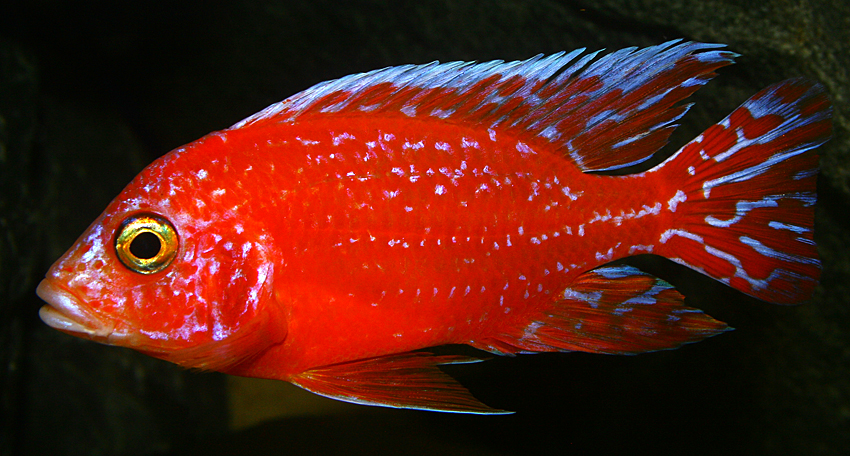 Aulonocara firefish "Coral Red" 2013