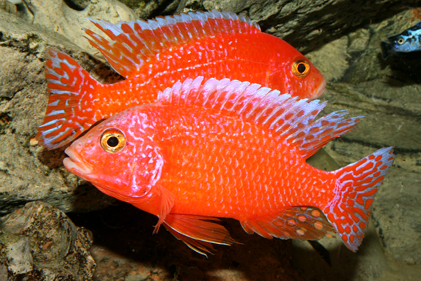 Aulonocara firefish "Coral Red"