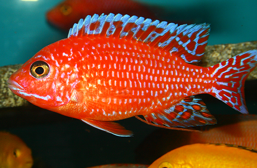 Aulonocara firefish "Coral Red"