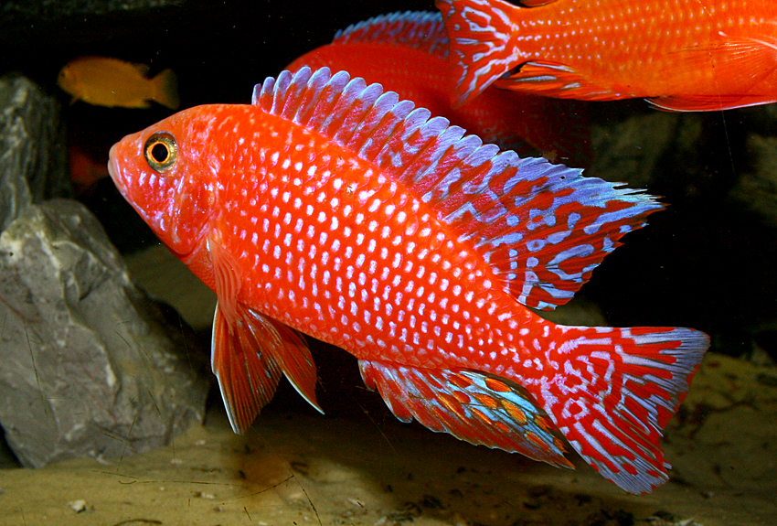 Aulonocara firefish "Coral Red"