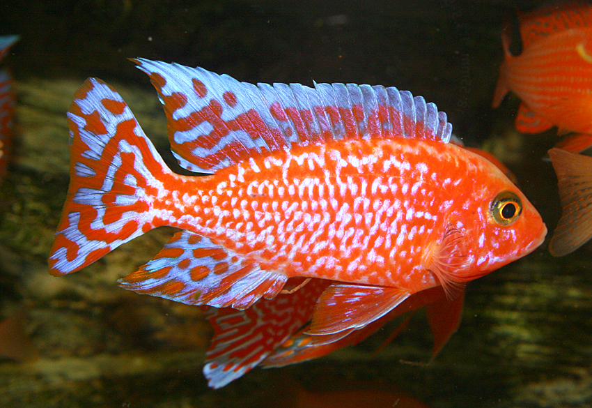 Aulonocara firefish "Coral Red"