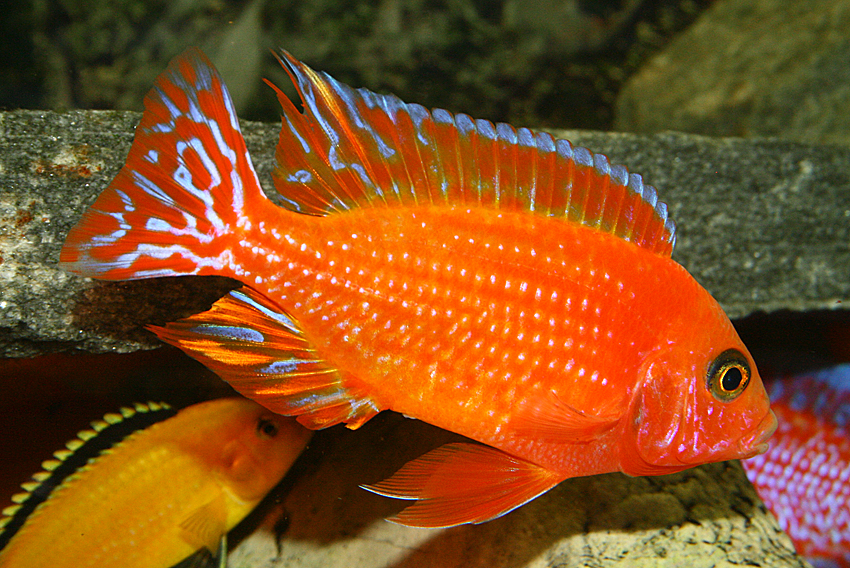 Aulonocara firefish "Coral Red"